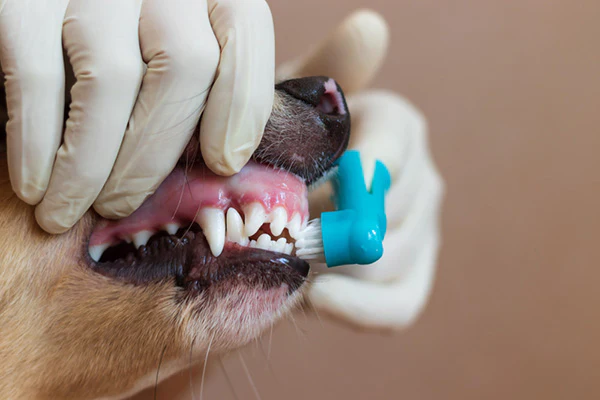 mycie zębów u psa