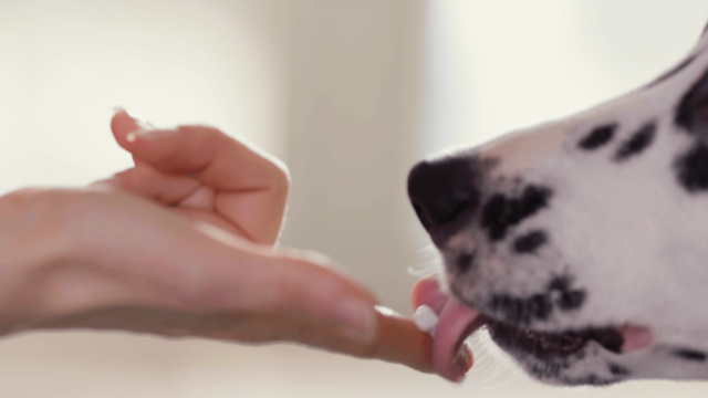 przyzwyczajanie psa do mycia zębow podawanie psu pasty do lizania